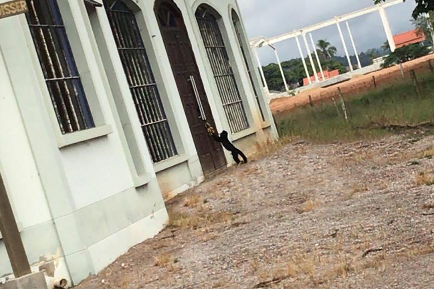 Macaco-prego  flagrado na rua da Igreja Santa Clara, em Gaspar