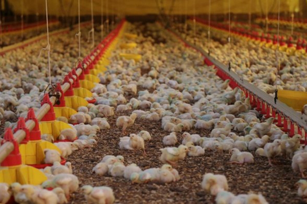 SC tem alta de 56% nas exporta��es de carne no 1� semestre de 2019