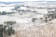 Serra catarinense amanhece com temperaturas negativas e forma��o de geada