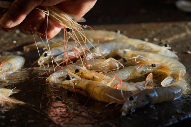 Semana do Pescado tem ações em Santa Catarina