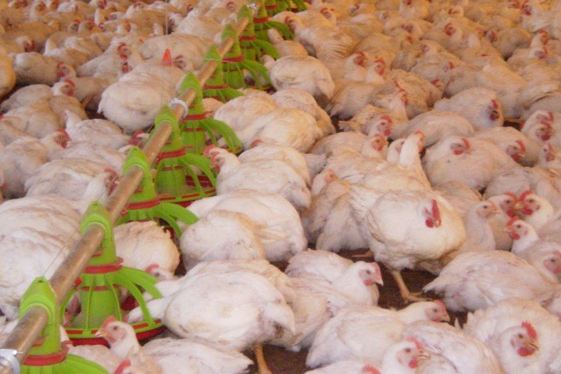 Setor de carnes de SC deve ter bom momento a partir deste mês