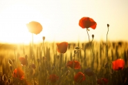 Por que as flores tm cheiro?