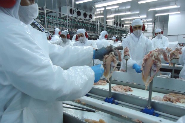 Governo catarinense reduz para 7% o ICMS de aves e suínos
