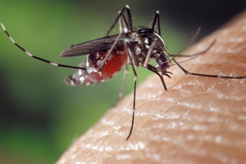 SC tem 11 municípios com alto risco de transmissão de dengue, diz Dive