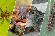 Veja como evitar acidentes com animais peçonhentos