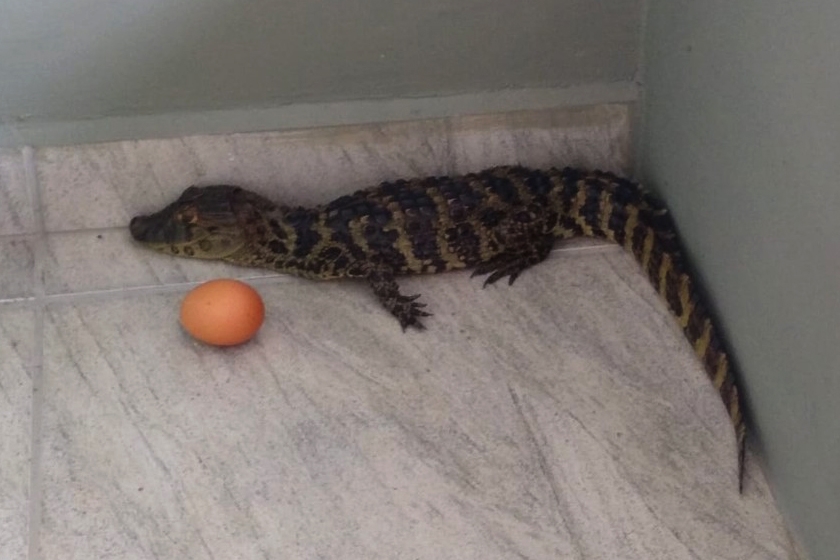 Filhote de jacar  encontrado dentro de creche em Cricima