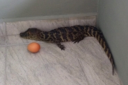 Filhote de jacar  encontrado dentro de creche em Cricima