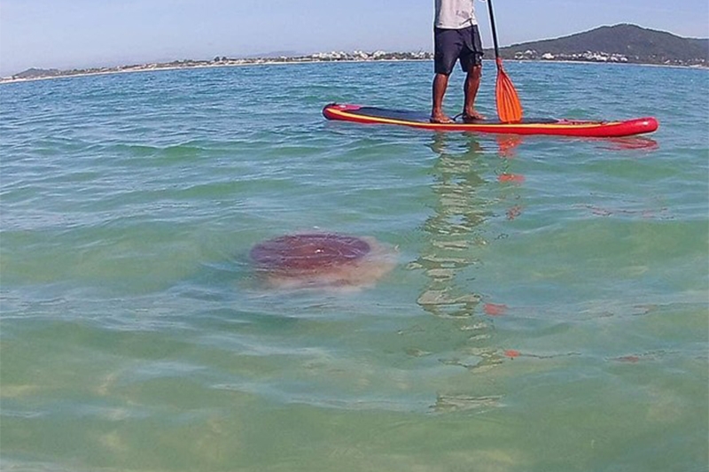 Medusa gigante rara  vista na Ilha do Campeche, em Florianpolis