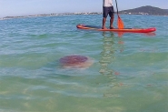 Medusa gigante rara  vista na Ilha do Campeche, em Florianpolis