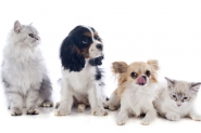 Animais de estimao pegam ou transmitem coronavrus?