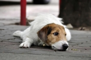 Convnio entre Prefeitura de Gaspar e ONG que cuida de animais  suspenso