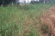 Corpo em avanado estado de decomposio  encontrado na BR-470, em Ilhota