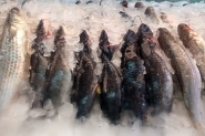 Vigilncia Sanitria de Gaspar alerta para venda irregular de pescados