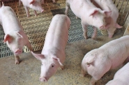 Santa Catarina bate recorde histrico nas exportaes de carne suna