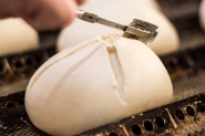 Dia do Panificador: do tradicional pozinho s receitas mais elaboradas