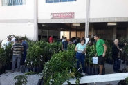 Gaspar prepara feira de mudas frutferas com preos de R$7 a R$15