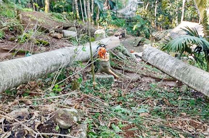Homem morre aps ser atingido por tronco de rvore em Blumenau