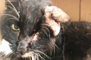 ONG que cuida de animais em Gaspar pede ajuda para tratar gato com tumor na orelha
