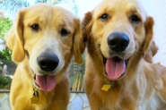 Voc sabia que animais domsticos podem visitar pacientes internados em hospitais de SC?