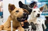 Grande nmero de animais para adoo preocupa Agapa