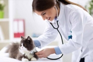Dia 9 de setembro marca a importncia do mdico veterinrio para a sade pblica