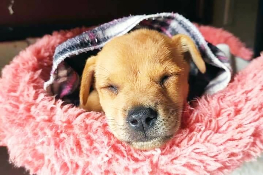 ONG que cuida dos animais em Gaspar pode paralisar atividades por falta de dinheiro