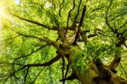 Dia da rvore: data sugere cuidados com a natureza