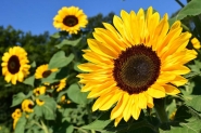 Primavera comea nesta tera-feira