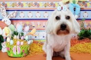 Família procura por cachorro desaparecido no bairro Santa Terezinha