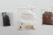 Fungos, bactrias e caros so encontrados em sementes recebidas da China