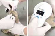 Animais acolhidos pela Agapa recebem microchips de identificao