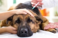 Eutansia: saiba como decidir o futuro do seu animal de estimao