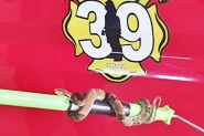 Bombeiros de Ilhota so acionados para capturar jararaca