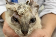 Gato  resgatado com queimadura de leo e ONG arrecada dinheiro para tratamento