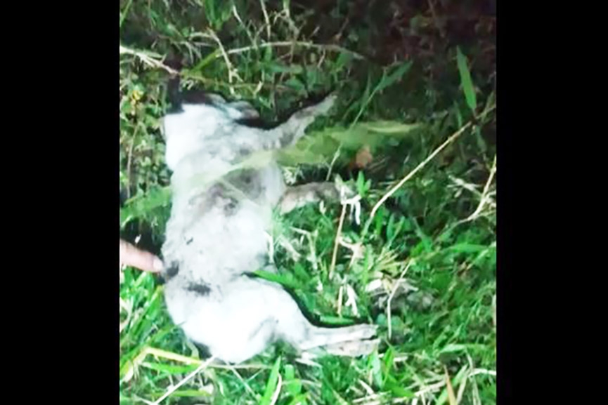 Crueldade: co  morto a facadas em Ilhota
