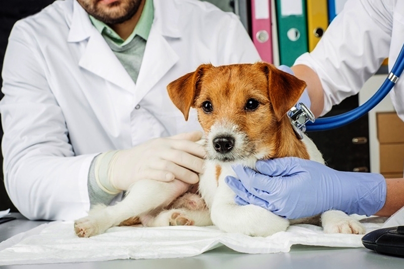 Mdicos Veterinrios de Gaspar destacam a importncia da castrao