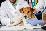 Mdicos Veterinrios de Gaspar destacam a importncia da castrao