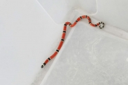 Cobra coral  capturada em loja no Centro de Gaspar