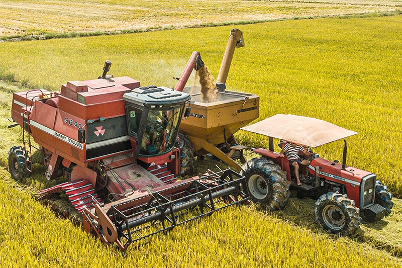 Agricultores com foco na colheita do arroz em Gaspar