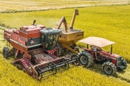 Agricultores com foco na colheita do arroz em Gaspar