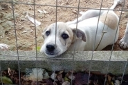 Sbado tem feirinha de adoo de ces e gatos no Centro de Gaspar
