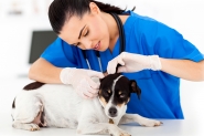 Agapa inicia parceira com clnica veterinria de Ilhota