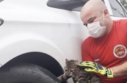 Gato preso em paralama de carro  resgatado pelos bombeiros de Gaspar