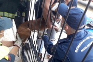 Cão fica preso em lança de metal de portão ao tentar fugir de casa no Santa Terezinha