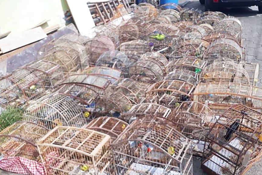 Polícia Ambiental recolhe gaiolas com 57 pássaros silvestres em Gaspar