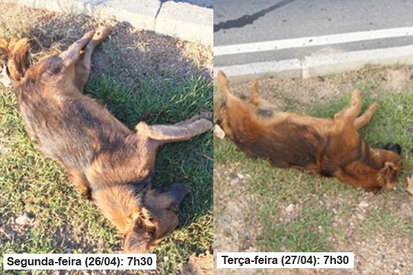 Descaso na causa animal: após 24h, cão morto não é recolhido em Gaspar