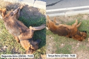 Descaso na causa animal: após 24h, cão morto não é recolhido em Gaspar