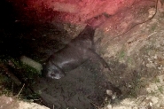 Cavalo é resgatado após cair em vala no bairro Figueira, em Gaspar
