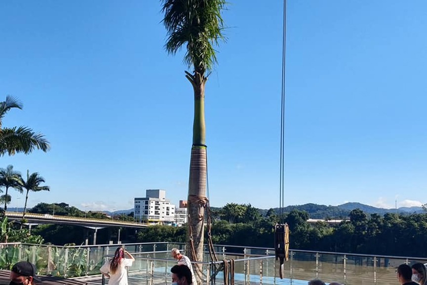 Mirante de Gaspar ganha palmeira real doada pela empresa Vida e Cor