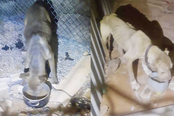Morador do Santa Terezinha vai responder pelo crime de maus tratos após manter cães em situação precária em Gaspar